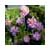 20070102125618-florecillas.jpg