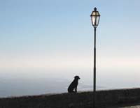 20070109182826-cane-20solitario.jpg