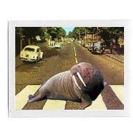 20070217124250-iamthewalrus.jpg