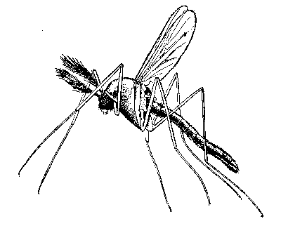 20090218012544-mosquito.gif